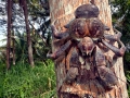 Coconut Crab