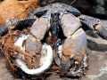 Coconut Crab
