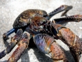 Coconut Crab