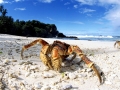 Coconut Crab