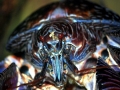Coconut Crab