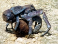 Coconut Crab