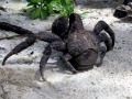 Coconut Crab