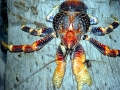 Coconut Crab