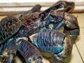 Coconut Crab