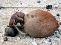 Coconut Crab