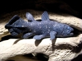 Coelacanth