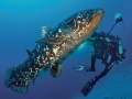 Coelacanth