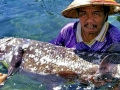 Coelacanth