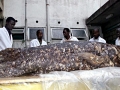 Coelacanth