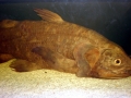 Coelacanth