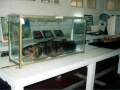 Coelacanth