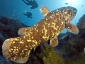 Coelacanth