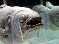 Coelacanth