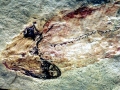 Coelacanth