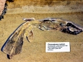 Coelacanth