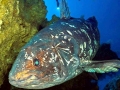Coelacanth