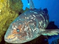 Coelacanth