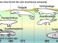 Coelacanth