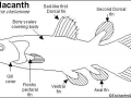 Coelacanth