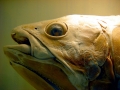 Coelacanth