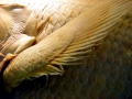 Coelacanth