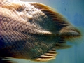 Coelacanth