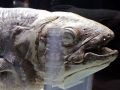 Coelacanth