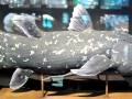 Coelacanth