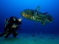 Coelacanth
