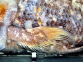 Coelacanth