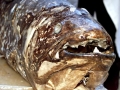 Coelacanth