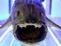 Coelacanth