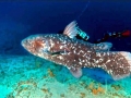 Coelacanth