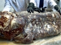Coelacanth