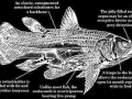 Coelacanth