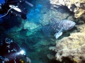 Coelacanth