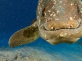 Coelacanth