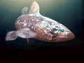 Coelacanth