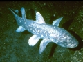 Coelacanth