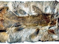 Coelacanth