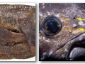 Coelacanth