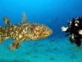 Coelacanth