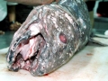 Coelacanth