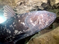 Coelacanth