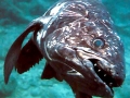 Coelacanth