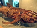 Coelacanth
