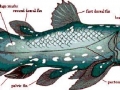 Coelacanth