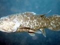 Coelacanth