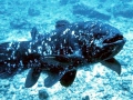 Coelacanth
